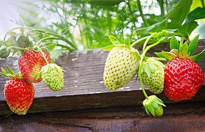 时代周刊推出宝可梦25周年纪念特刊